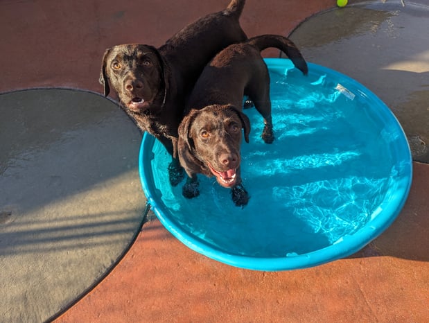 Images VCA Mountainview Animal Hospital & Pet Lodge