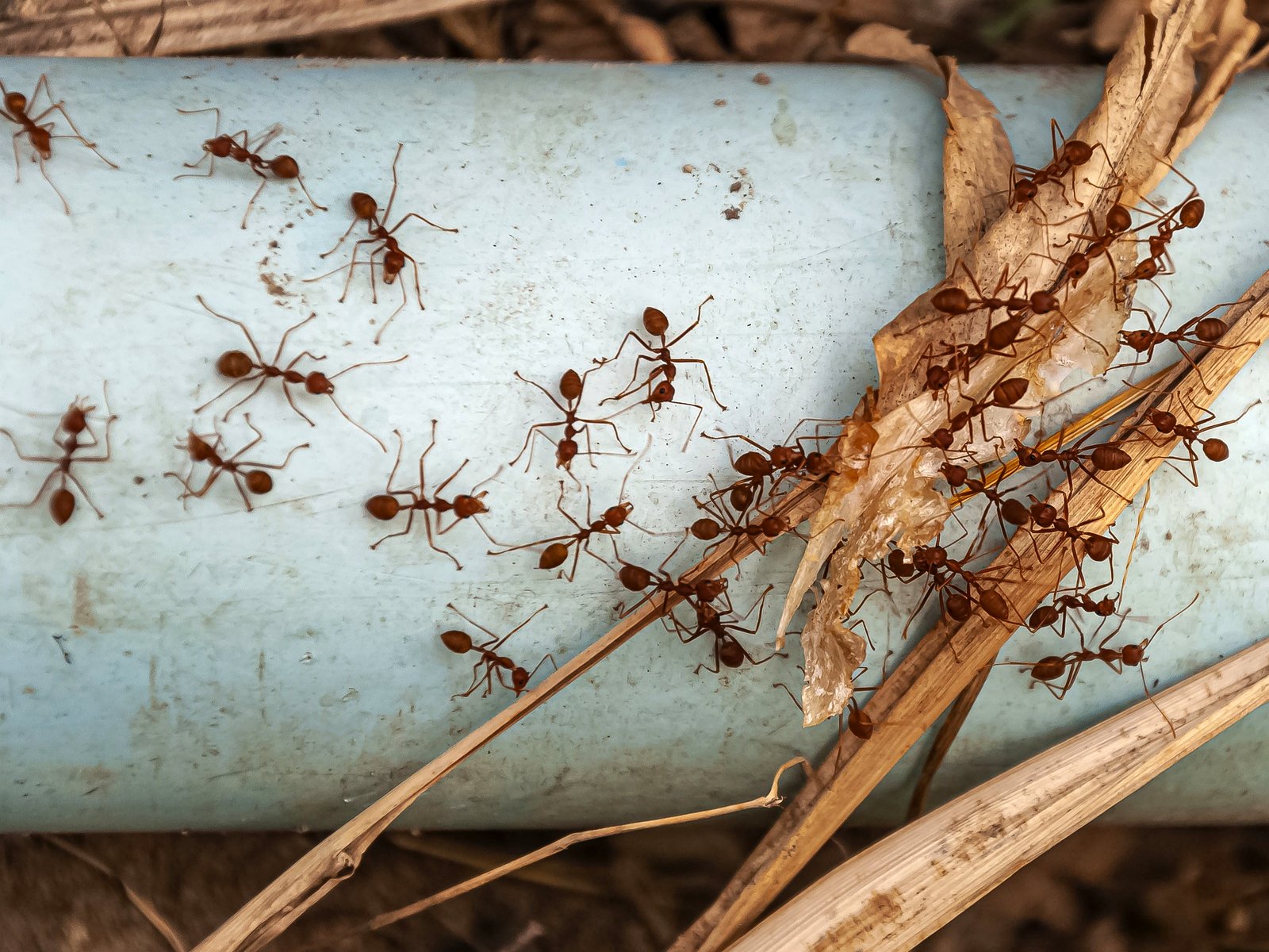 Northeast Exterminating LLC