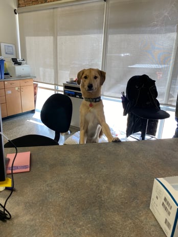 Images VCA Animal Care Center of Chicago