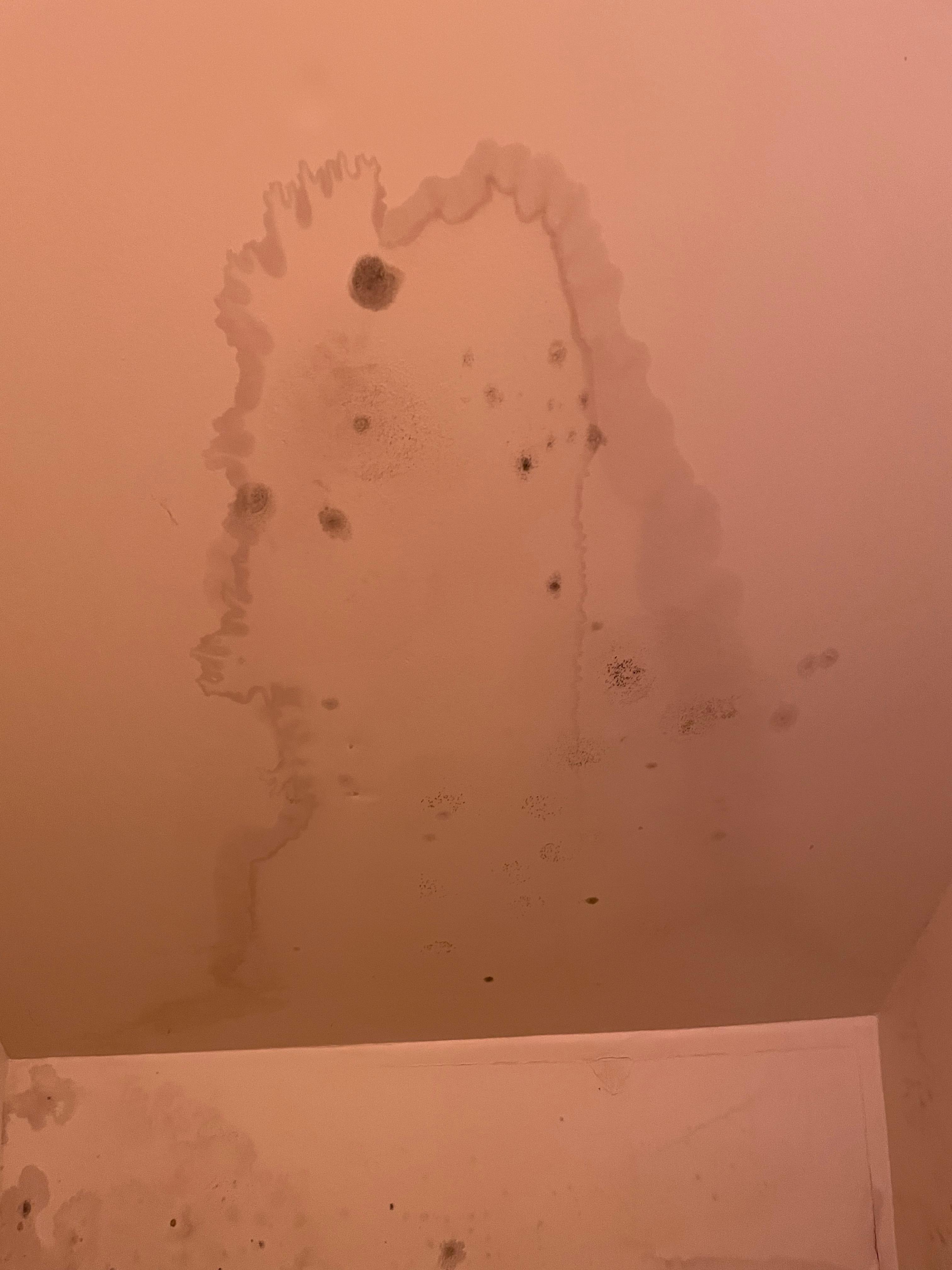 If your home or business suffers from a mold infestation, it is important you call your local mold remediation experts as quickly as possible! Waiting to call your local mold experts can result in extensive damage to your property.
