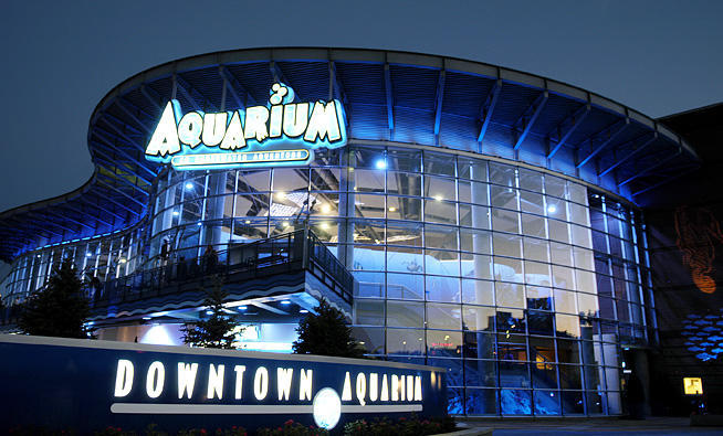 Images Downtown Aquarium