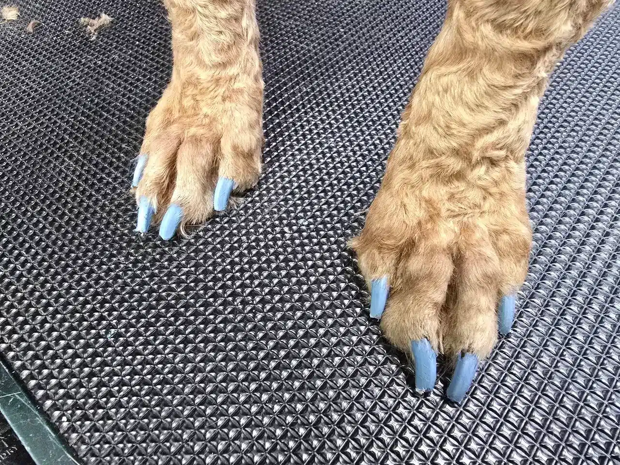 Creative Color Grooming