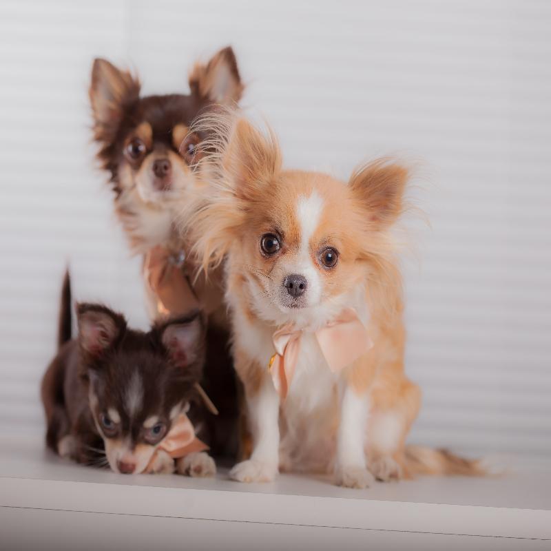 Images Allevamento amatoriale Chihuahua Diamanti Di Eldorado