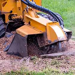 Images Northwest Tree Care LLC