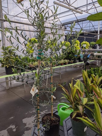 Images Grant Line Garden Center & Nursery