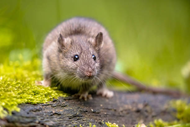 Images Paffy's Pest Control