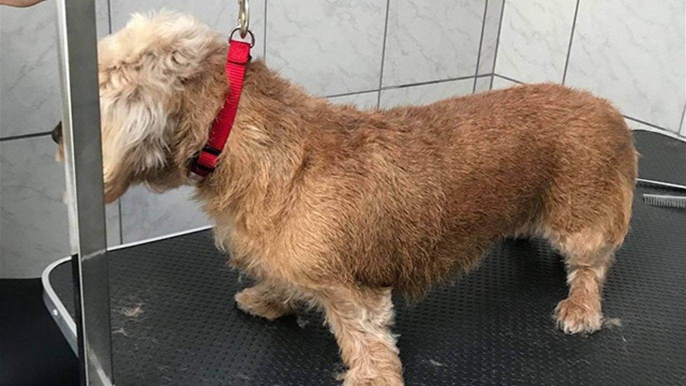 Images Hjallese hundesalon