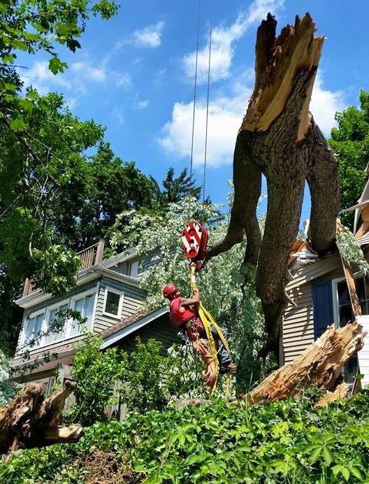 Mr. Z's Tree Service Llc
