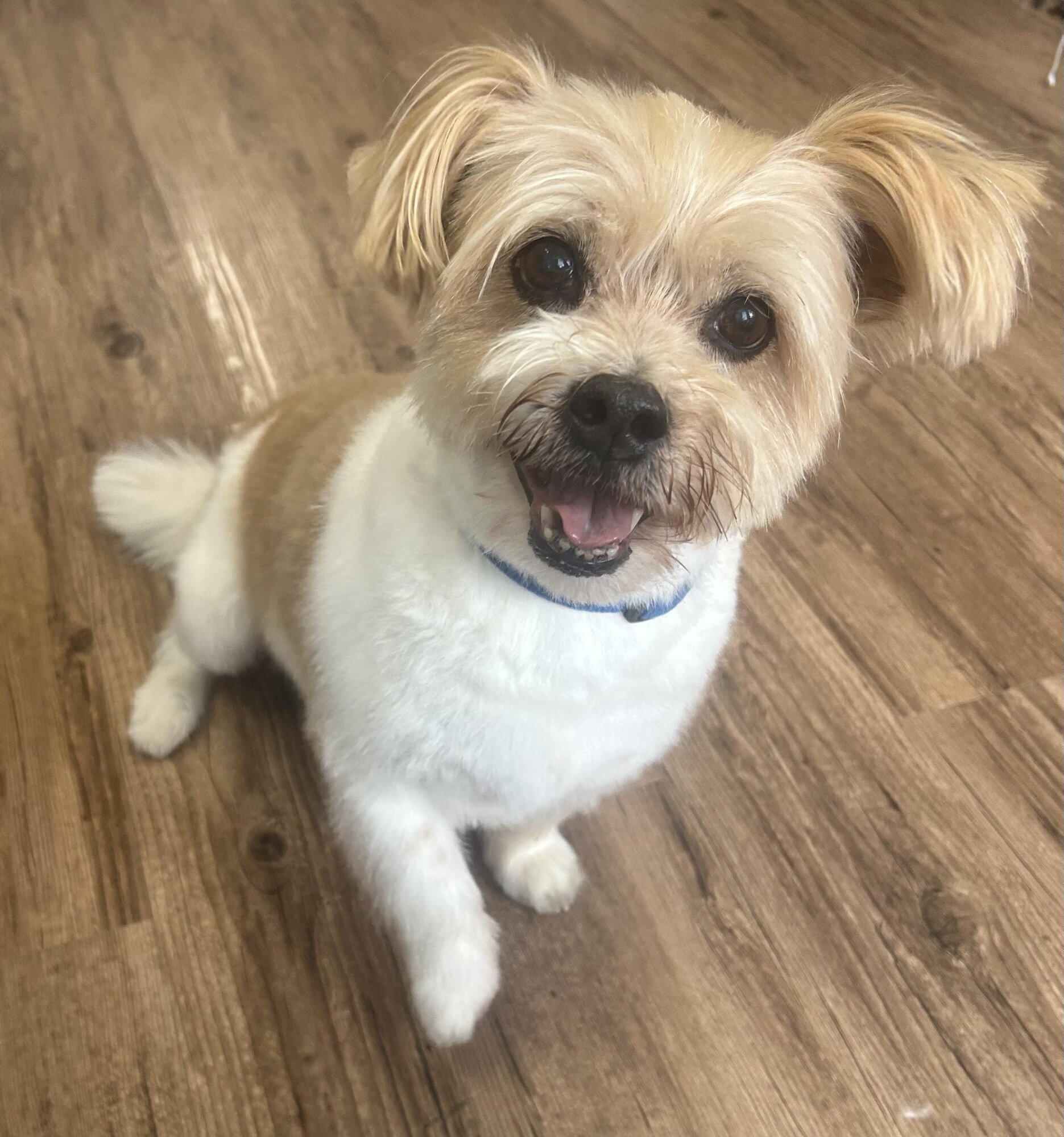 Images Me and My Dog