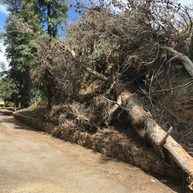 Images Steve's Trees