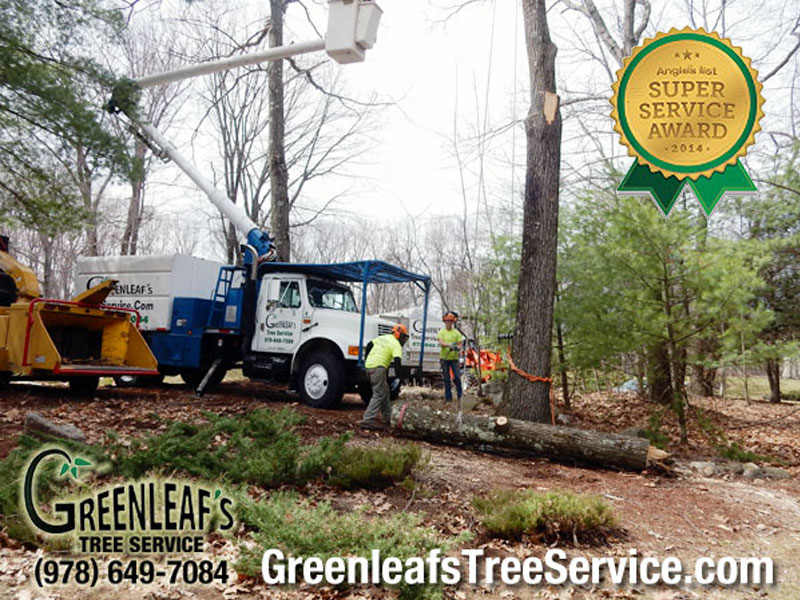 Greenleaf's Tree Service Photo