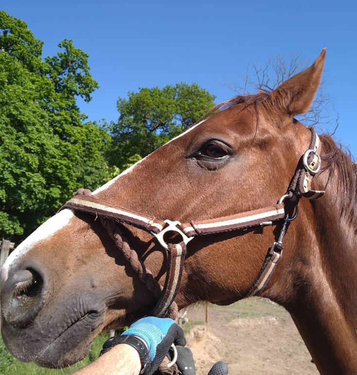 Images Djupadals Ridcenter