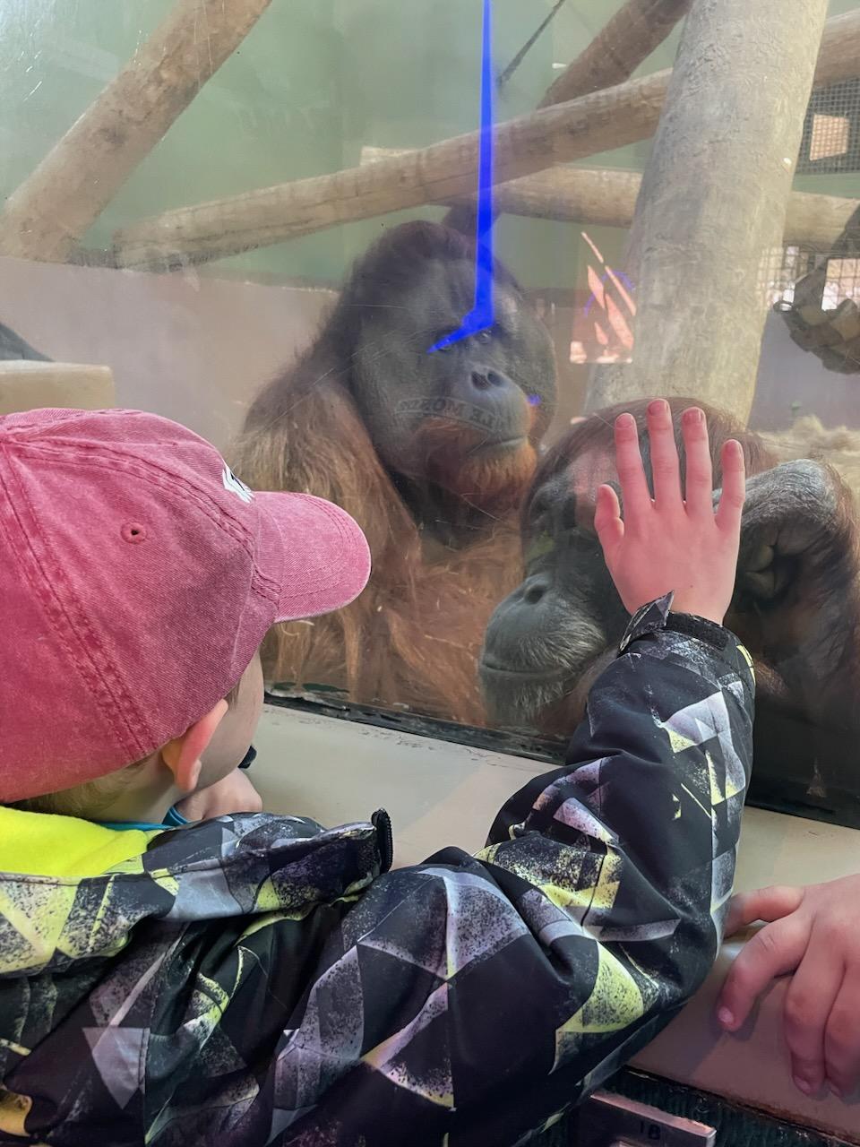 Brooks at the zoo for school field trip!