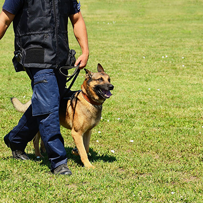 Crystal Clear Canine Academy