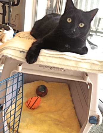 Images Care Animal Clinic