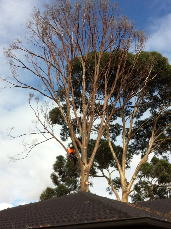 Images Global Arborist Australia