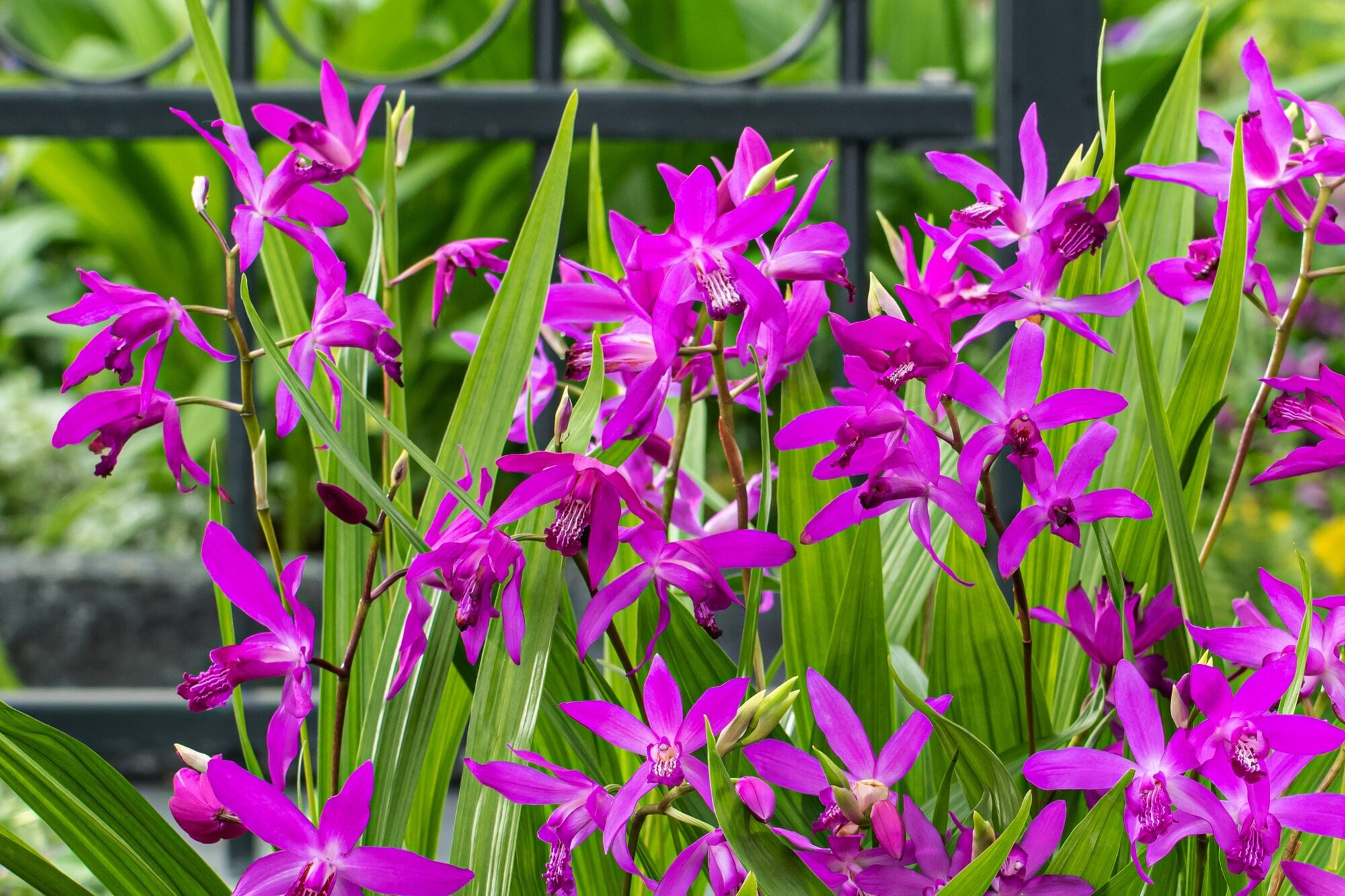 Bilder Gartenwerkstatt Schreiner, Inhaberin Sabine Schreiner