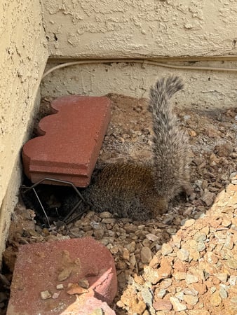 Images Darling Wildlife Services