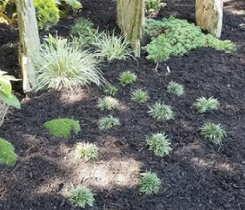 Soil Conditioner Bulk (per cu. yd.)
Made from premium-quality material for lasting durability
Effectively enhances the growth of indoor and outdoor plants
Versatile topsoil can be used to fill holes or leveling uneven surfaces. Soil Conditioner Black is the perfect product for your lawns and gardens. Made from premium-grade material, this topsoil offers lasting durability. It helps to fill holes and level low spots. The soil supports the growth of your indoor and outdoor plants.
