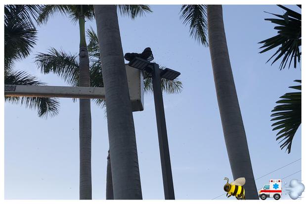Images A Team Wildlife Removal & Bee Removal Miami