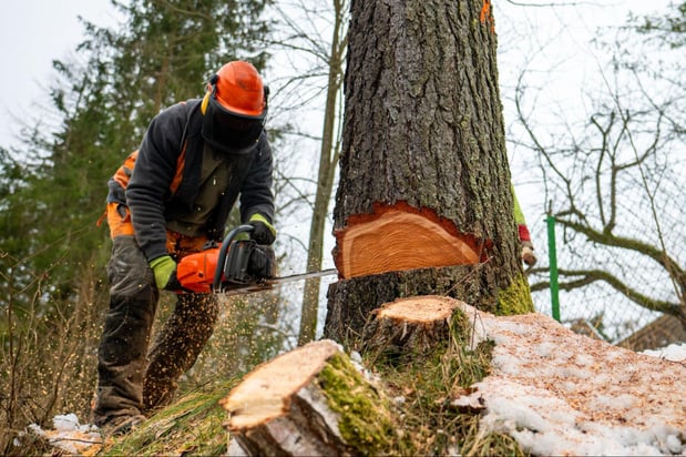Images Red's Tree Service
