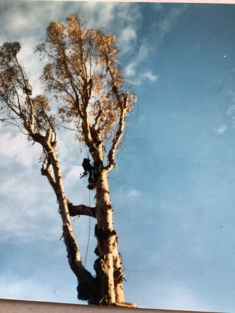 Images Ventura Tree Service