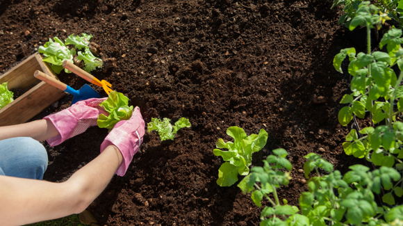 Images Rödingin Tarhat Oy