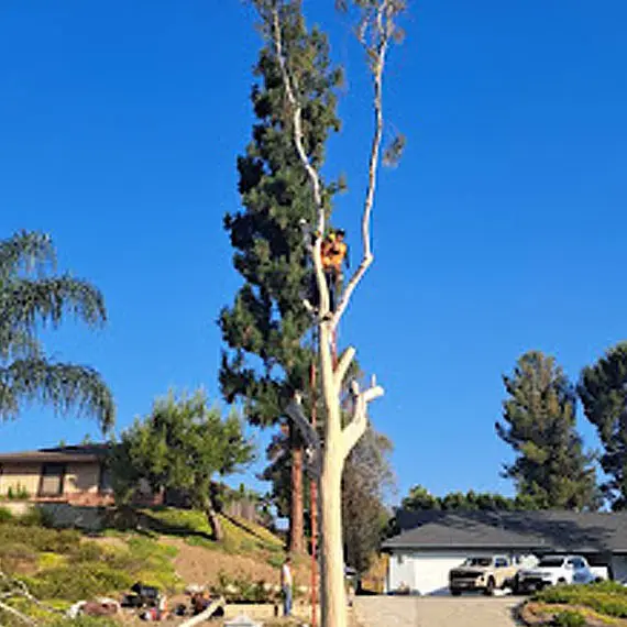 JV's Gardening & Tree Services- Palm Services