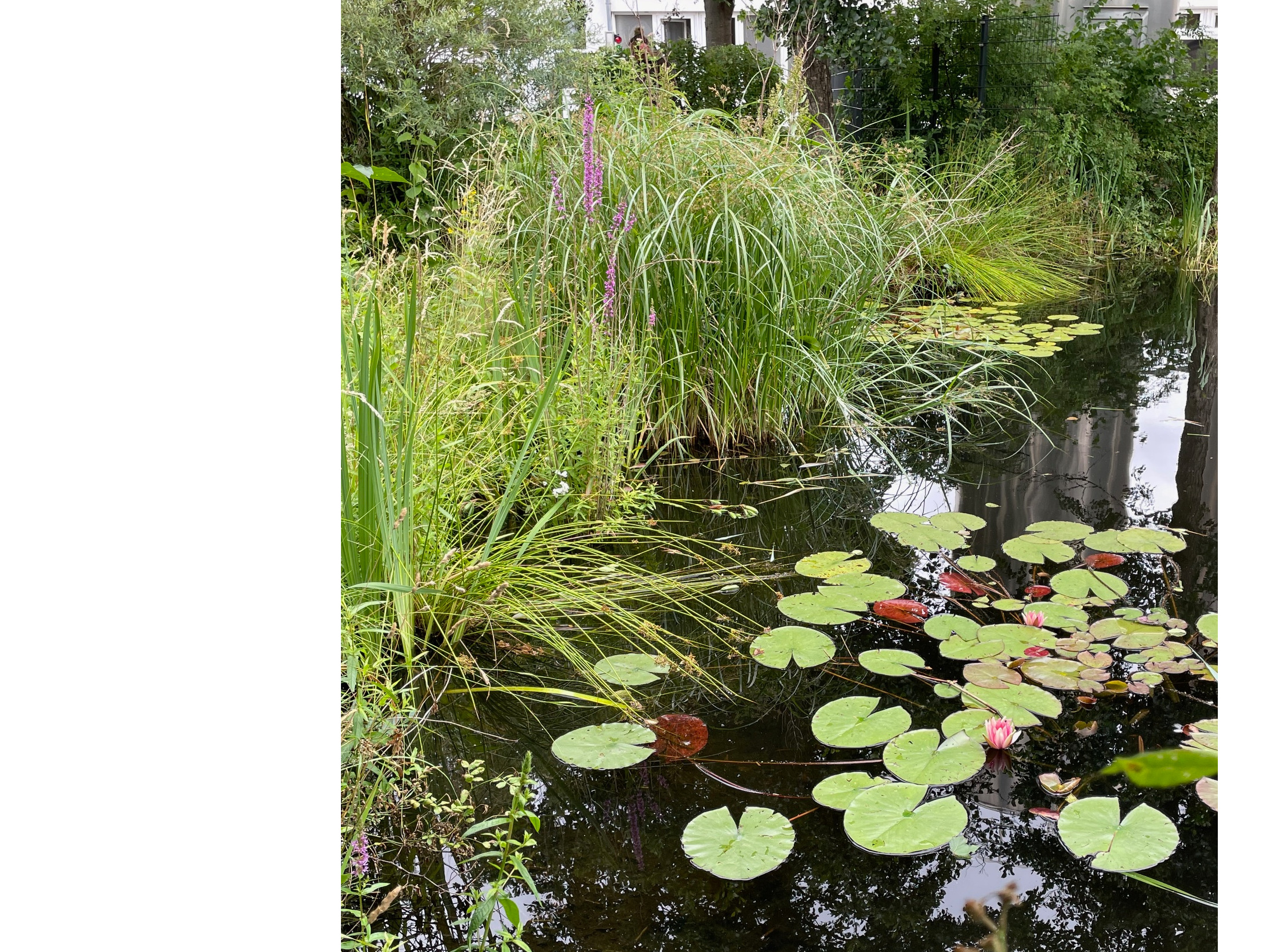 Haedi-Flor Gartengestaltung, Zur Kotzschbarhöhe 21 in Zwenkau