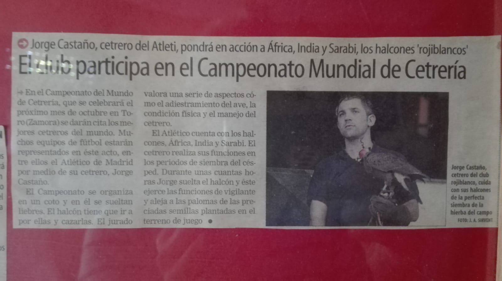 Images Bird Control Falcon S.L.