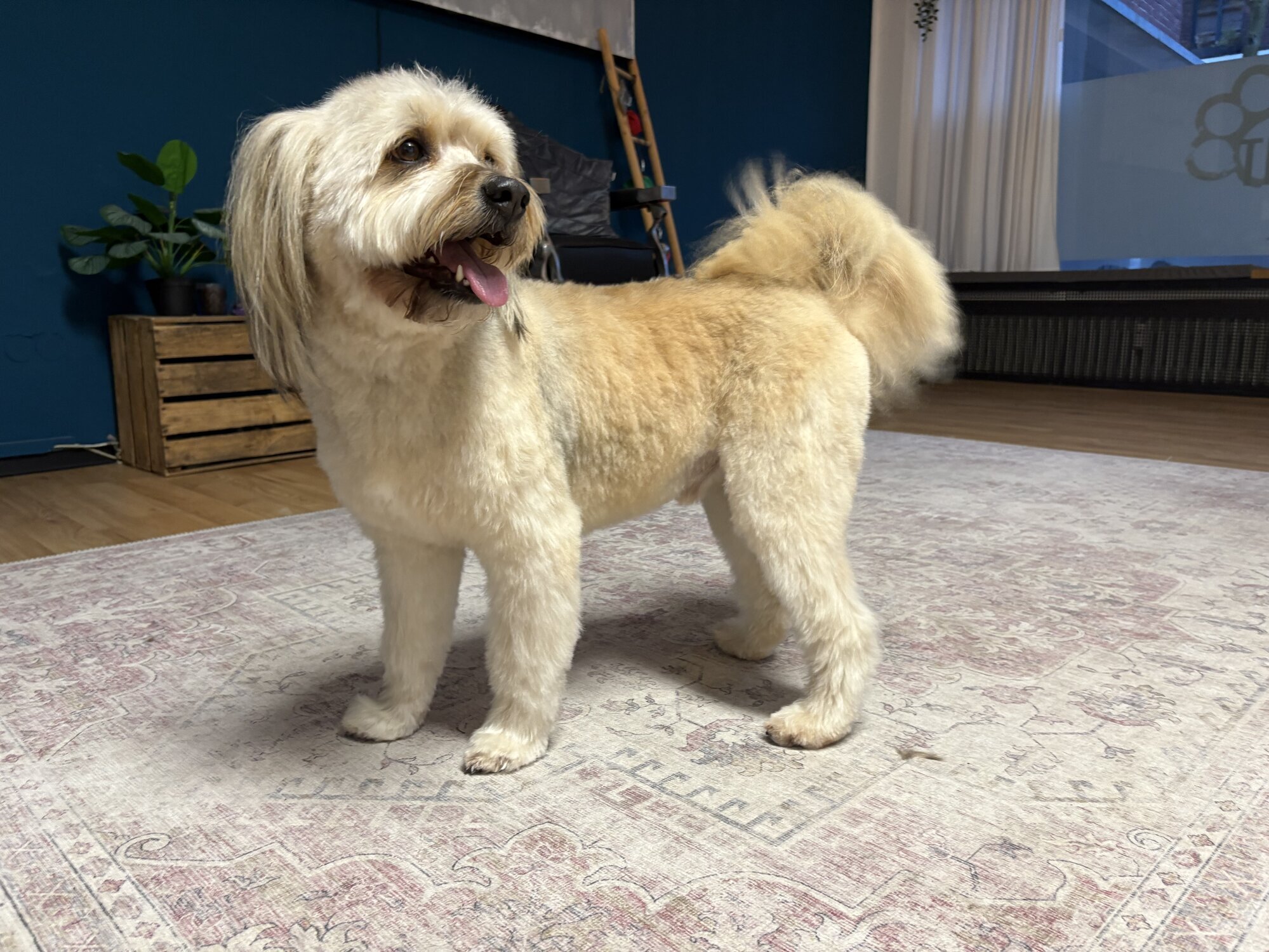 Artgerecht-dogspa, Gereonstraße 10 in Willich