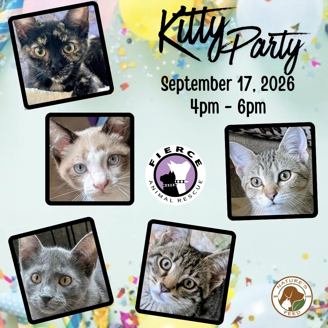 Image of Local Pet Event Kitty Party!! Nearby