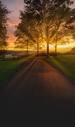 Golden light shining through the trees in a park at sunrise.