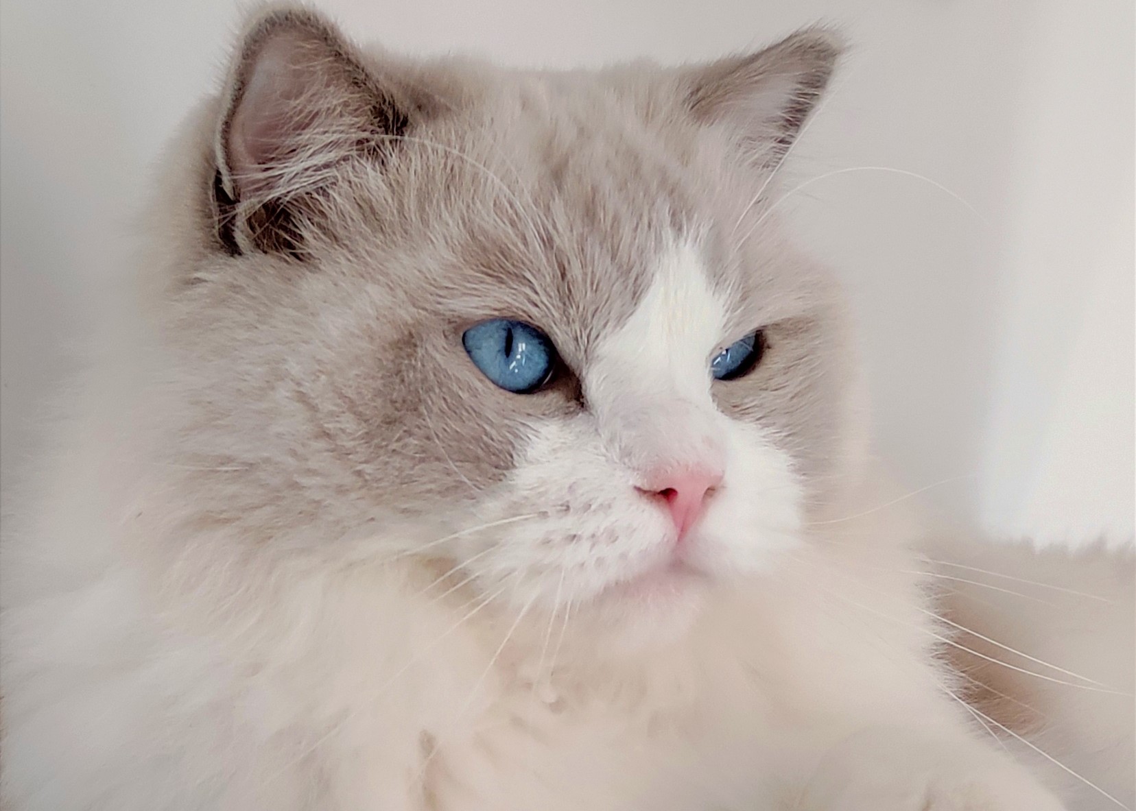 Images Ragdoll RagSweet