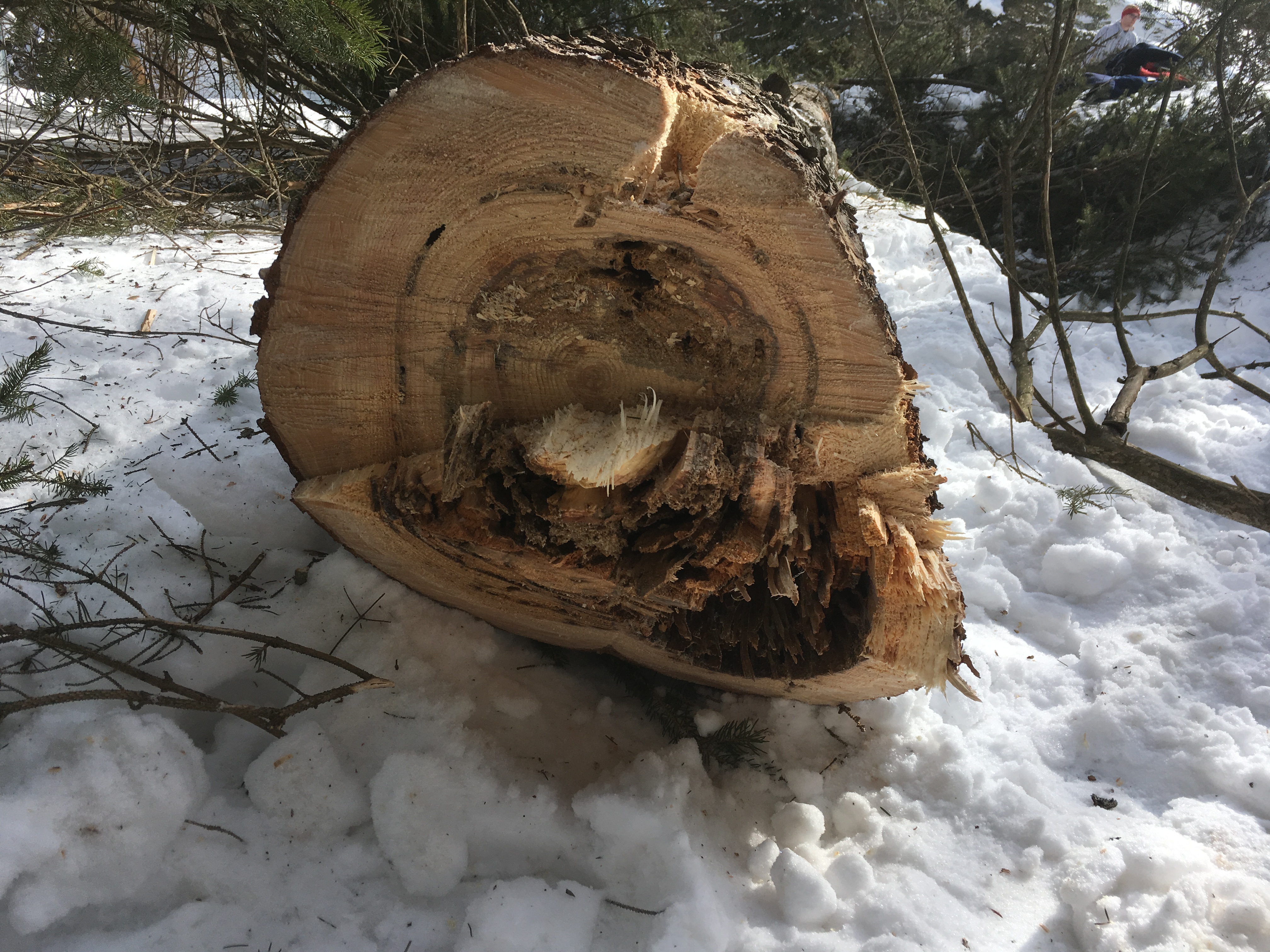 Images Élagage Frère d'Arbres