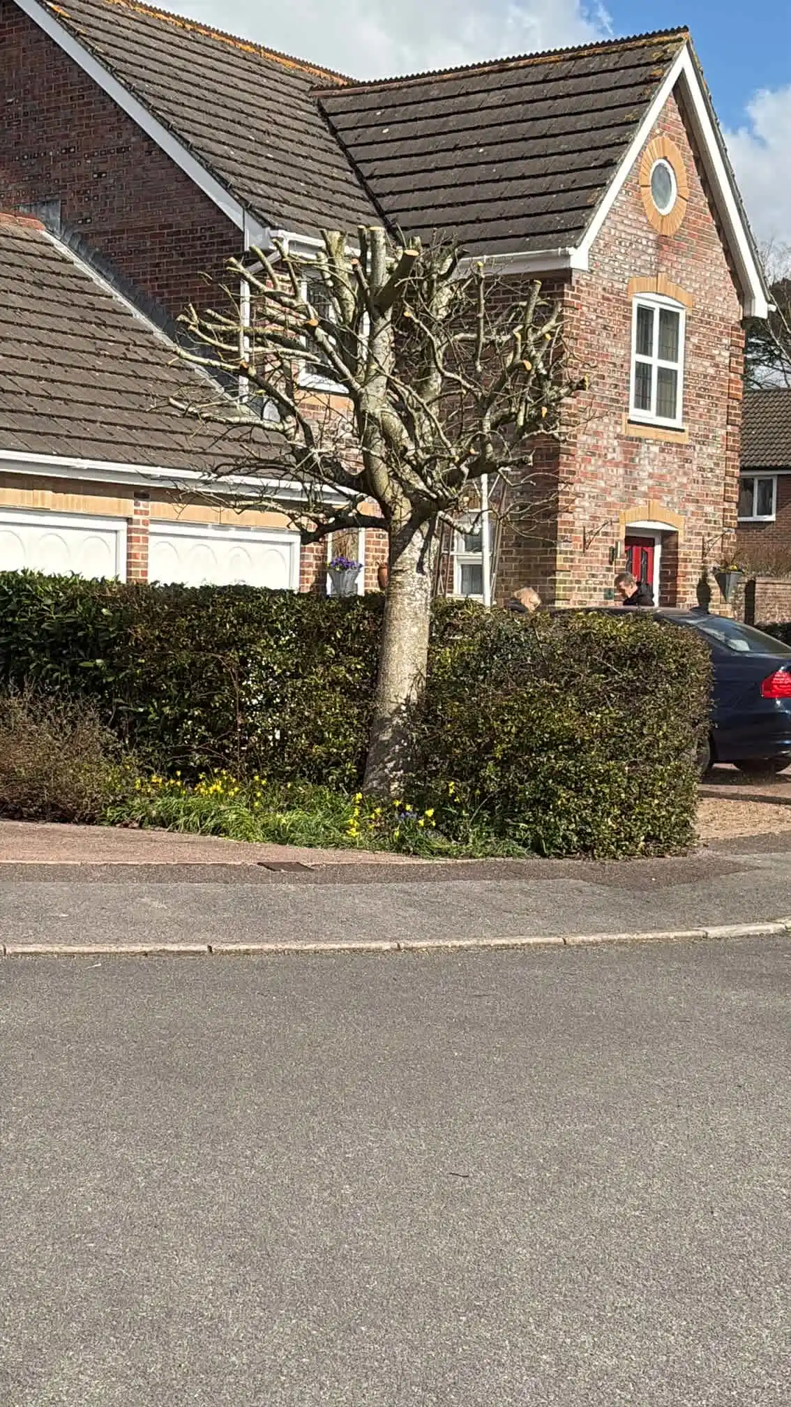 Images Arborist Tree Surgeons