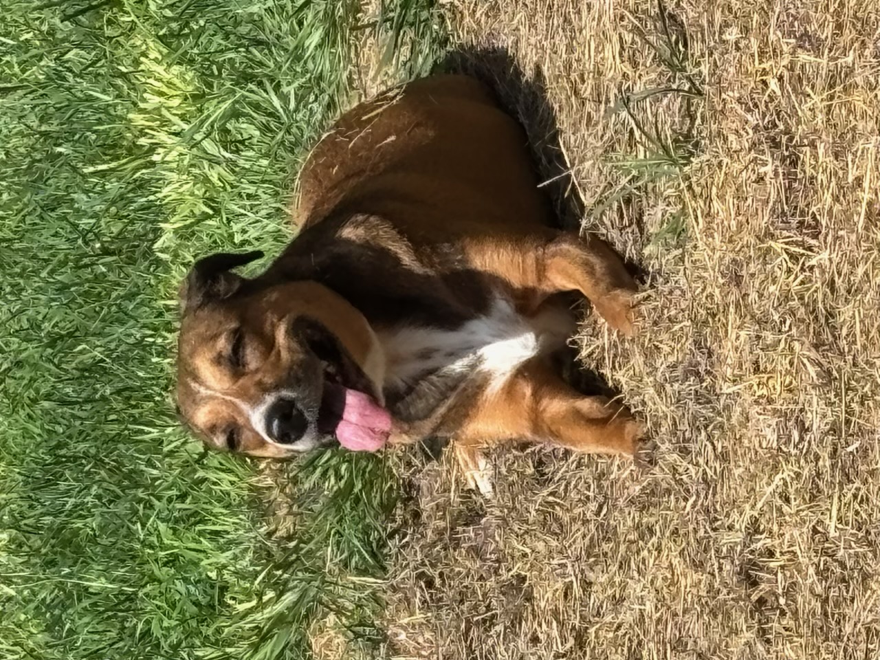 Russell's K9 Academy Image