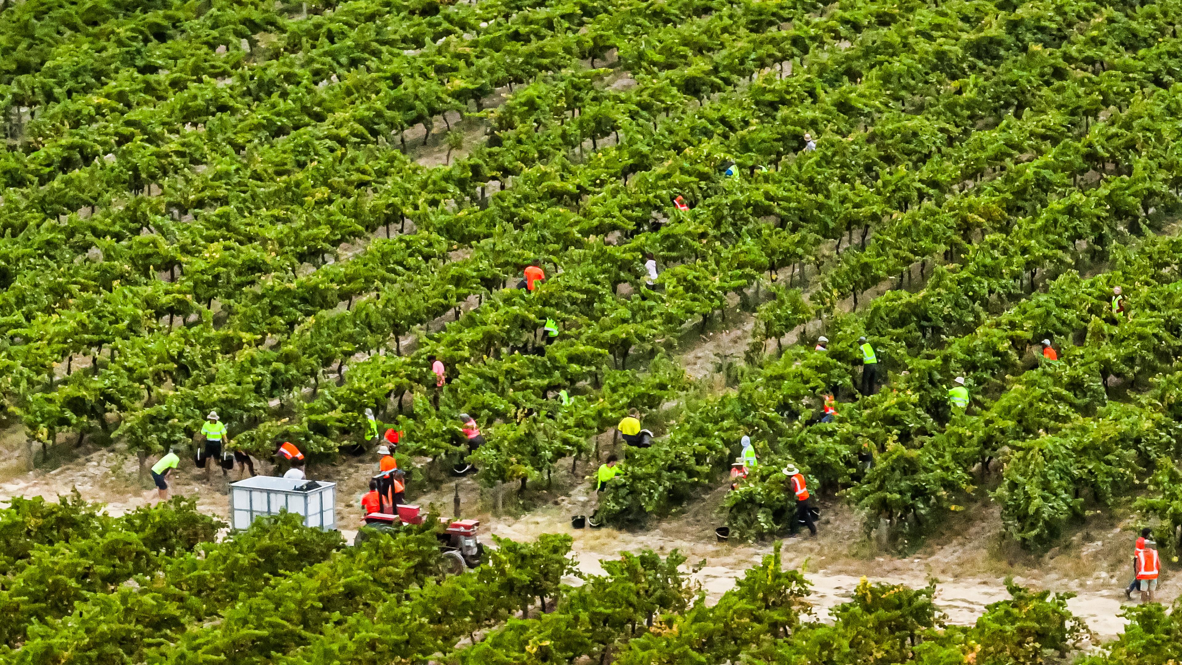 Images Curtis Winery