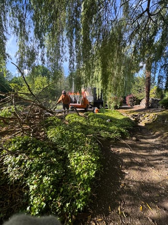 Images Alexa's Tree Service