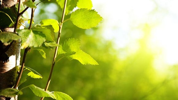 Images Puu- ja metsäpalvelu Zeh