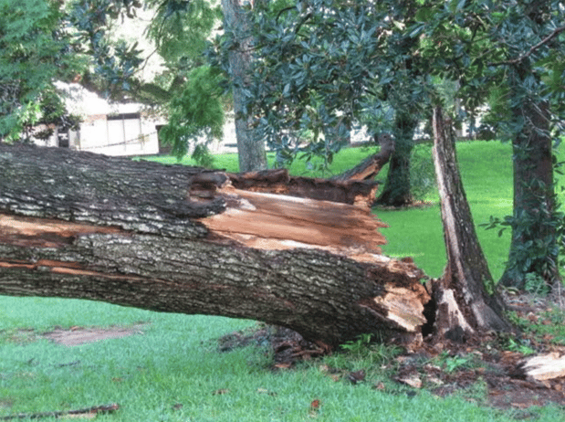 Images Cain's Tree Service