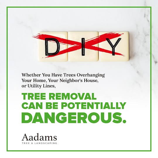 Aadam's Tree Service stands as the #1 choice for comprehensive tree care in Kirklnd, Bothell, Woodinville, Monroe, Kenmore, Bellevue, and Washington. As a trusted arborist and tree service company, we specialize in tree removal, tree trimming, tree pruning, stump grinding, and more. Our dedicated team of tree doctors and tree surgeons is committed to the well-being of your trees, addressing issues like overgrown branches, leaves, and invasive roots. We offer a wide range of tree services, including tree planting, tree felling, and tree cutting, all at competitive tree service cost. At Aadam's Tree Service, integrity and honesty are at the core of our mission, and we even provide tree service coupons to make our services even more accessible to our valued customers.