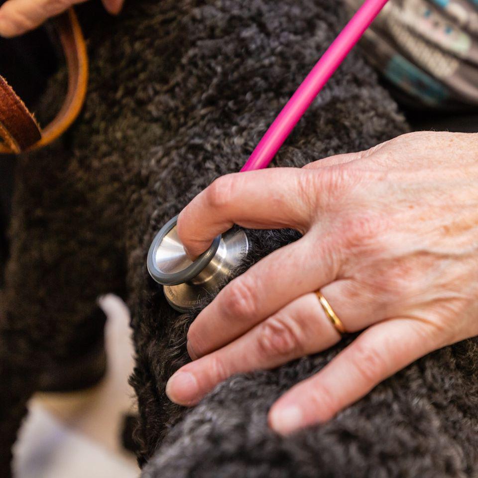 Rock River Animal Clinic Fort Atkinson 9205630464 Veterinarians