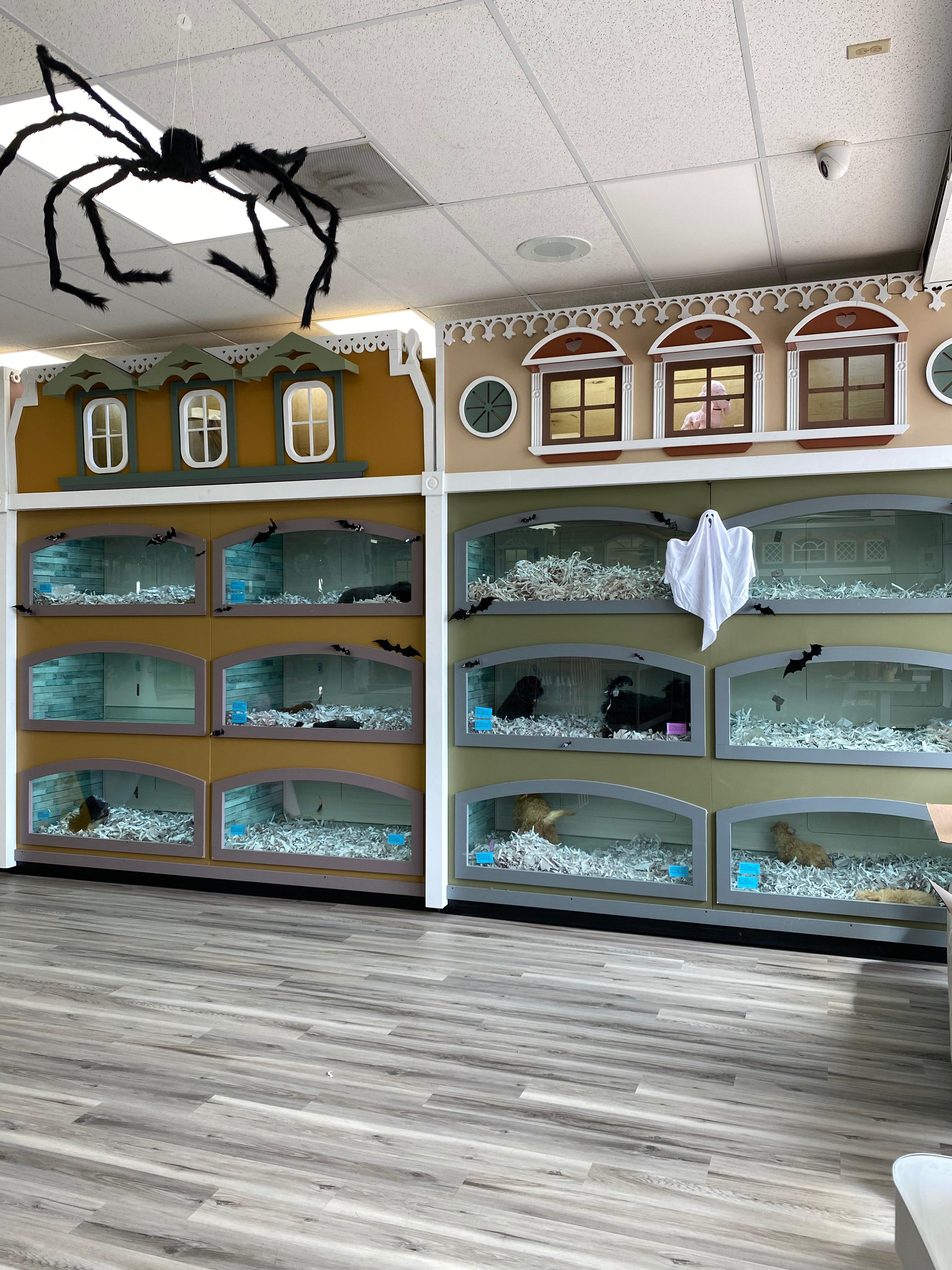 Forever Love Puppies Pembroke Pines