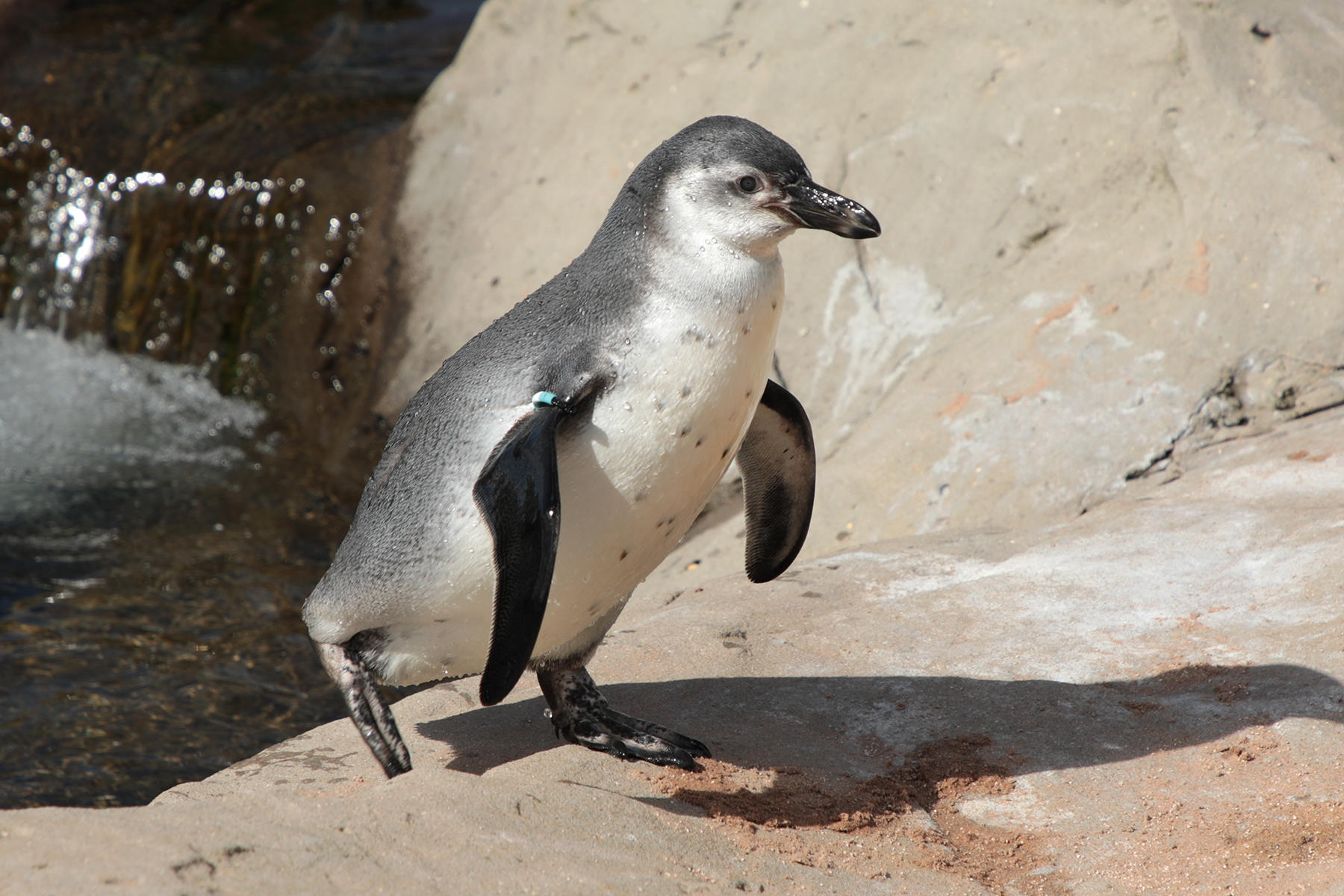 Join our cheeky 22 Humboldt penguins in their walkthrough home! SEA LIFE Scarborough Scarborough 01723 373414