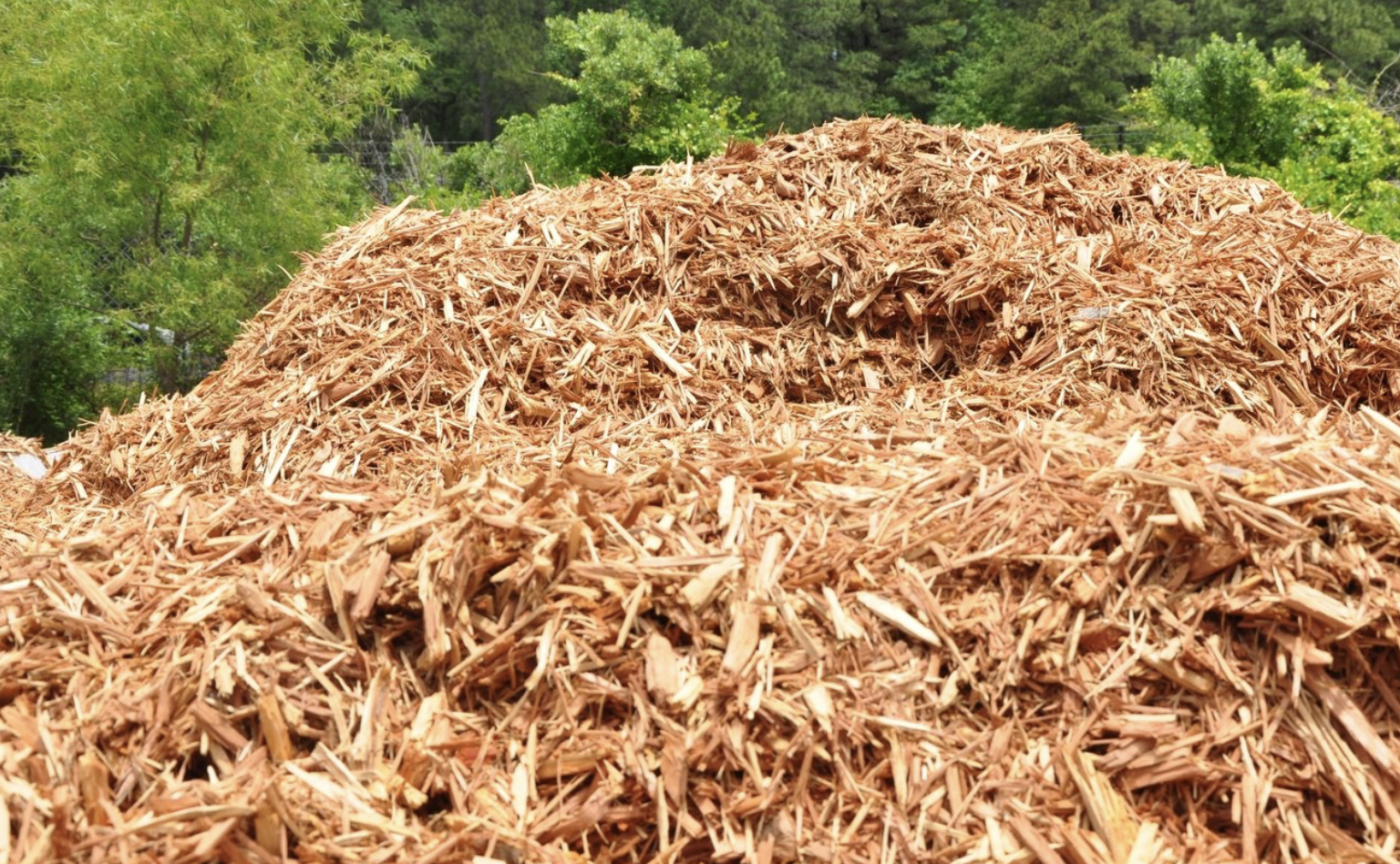 Cedar Mulch Bulk (per cu. yd.)
Long-lasting coverage that reduces the need for frequent reapplication.
Helps keep the soil underneath moist and stable, reducing the need for frequent watering.
Made from natural cedar, offering an eco-conscious mulch solution.
Ideal for various landscaping needs, including flower beds and walkways
The natural cedar scent enhances the garden's ambiance
Enriches the soil by adding organic material to the soil, as it breaks down
The Cedar Mulch is a fibrous, extra-fine shredded cedar mulch. It is eco-friendly and acts as a dense and healthy ground cover. It is ideal for high wind areas, retains soil moisture, prevents weed growth, and enhances soil fertility. It is designed to keep the soil cool. APEX
Cary
Fuquay-Varina
Holly Springs
New Hill
Morrisville
Feltonville
Friendship
Moncure
Wilsonville
Bells
Pittsboro
DURHAM
Morrisville
Research Triangle Park
Cary
Carpenter Village
Clegg
Carrboro
Genlee
Southpoint
Bethesda
Mebane
Blands
Oak Grove
Chapel Hill
Hillsborough
Friendship
RALEIGH
Rolesville
Knightdale
Wake Forest
Wendell
Zebulon
Youngsville
Lizard Lilck
Eagle Rock
Wakefield
GARNER
Clayton
Willow Springs
Smithfield
Wilsons Mills
Archer Lodge
Fuquay-Varina
White Oak
Glen Laurel Road
Auburn
Turner Farms
Clevelands Oaks
Riverwood Dr
Flowers
McGee Crossroads
Siteone Landscape Supply
Triangle Landscape Supplies