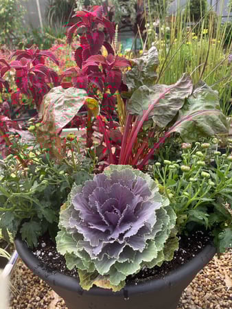 Images Mary's Greenhouse