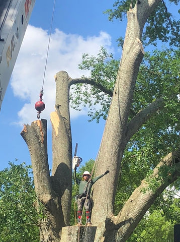 Mister Tree Service Photo