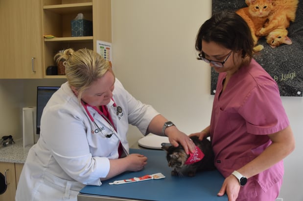 Images CityVet Veterinary Clinic & Urgent Care