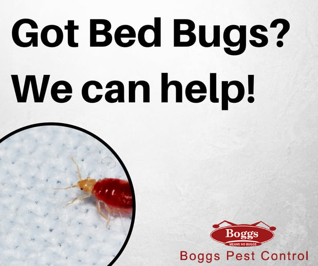 Images Boggs Pest Control